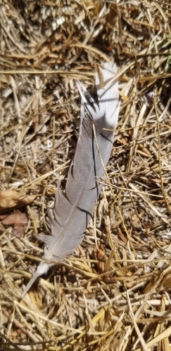 Mourning Dove