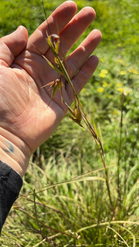 Kangaroo Grass
