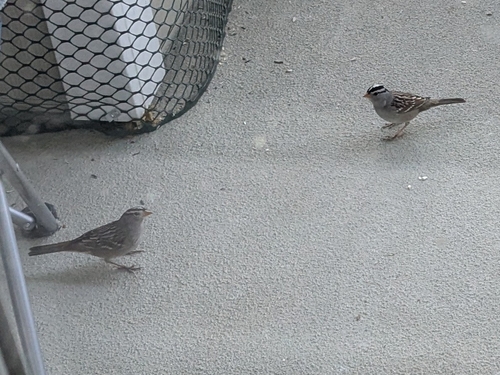 White-crowned Sparrow