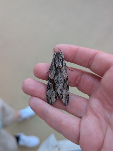 Convolvulus Hawkmoth