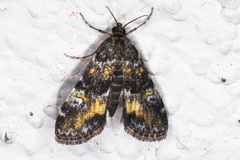 Elophila occidentalis