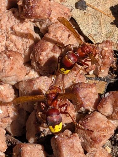 Oriental Hornet