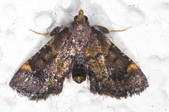 Hypsopygia phoezalis