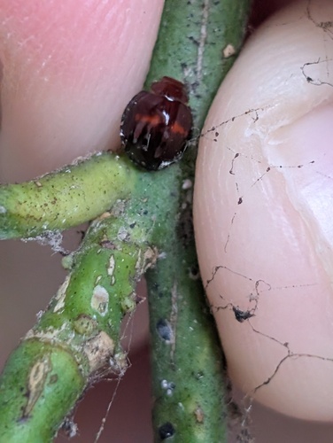 Heather Ladybird