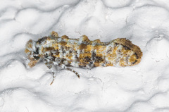 Xylesthia albicans