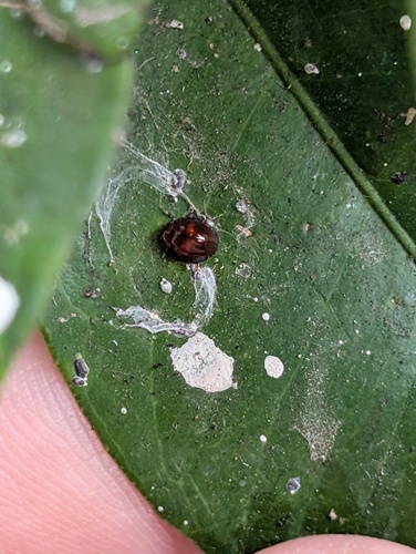 Heather Ladybird