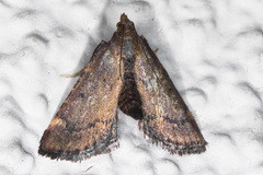Hypsopygia phoezalis