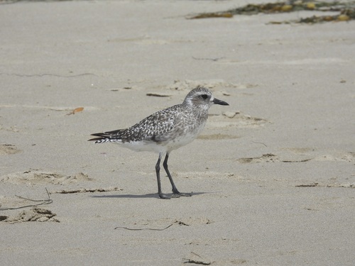 iNaturalist observation photo of Black-bellied Plover