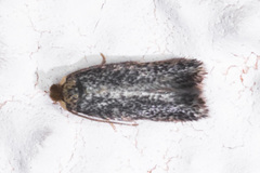 Nepticuloidea