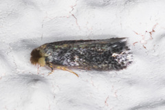 Nepticuloidea