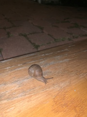 Cornu aspersum