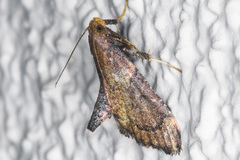 Hypsopygia phoezalis