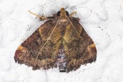 Hypsopygia phoezalis