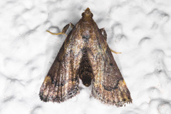 Hypsopygia phoezalis