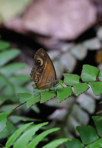 Glad-eye Bushbrown