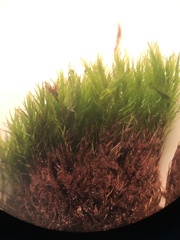 Flexitrichum flexicaule