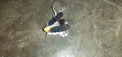 Phenacinae