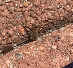 Apis mellifera