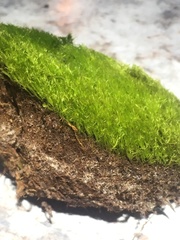 Flexitrichum flexicaule