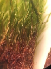 Flexitrichum flexicaule