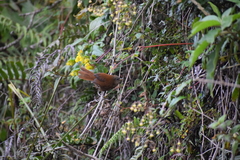 Cinnycerthia unirufa