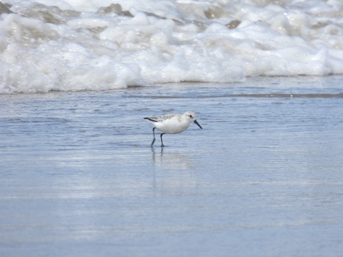 iNaturalist observation photo of Sanderling