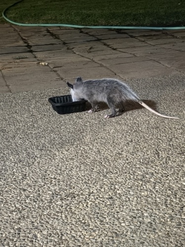 Virginia Opossum
