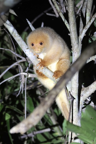 Spilocuscus maculatus
