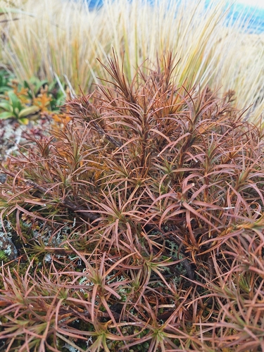 Dracophyllum recurvum