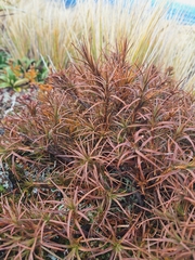 Dracophyllum recurvum
