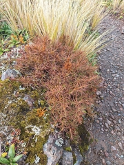 (c) Oscar Dove, some rights reserved (CC BY) Dracophyllum recurvum, photograph (c) Oscar Dove, some rights reserved (CC BY)