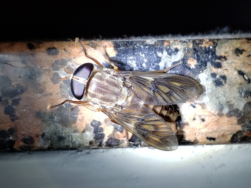 Tabanus turbidus photo 4