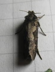 Acrolophus propinqua