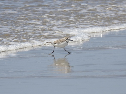 iNaturalist observation photo of Snowy Plover
