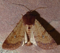 Sideridis rosea