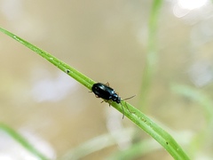Lysathia ludoviciana