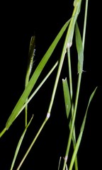 Alopecurus carolinianus