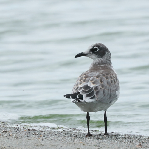 Franklin's Gull