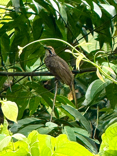 Straw-headed Bulbul