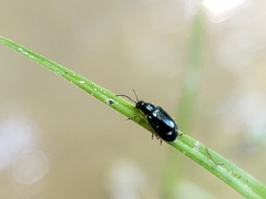 Lysathia ludoviciana