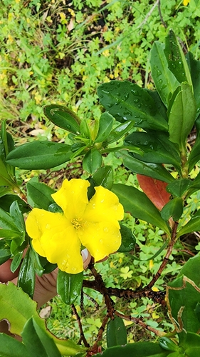 Cutleaf Hibbertia