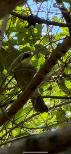 Pale-throated Greenbul