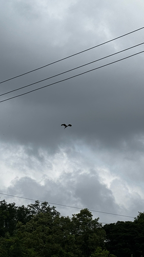Asian Openbill