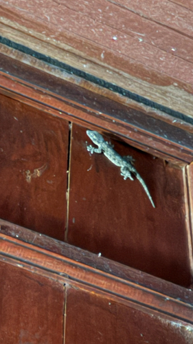 Flat-tailed House Gecko