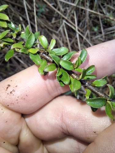 Coprosma depressa, photograph 5