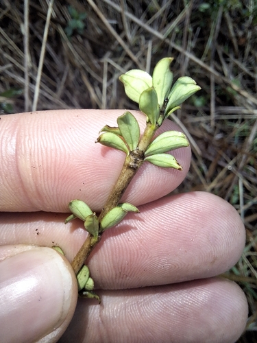 Coprosma depressa, photograph 6