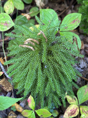 prickly tree-clubmoss