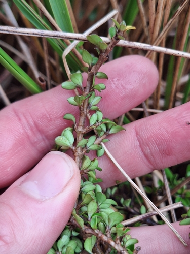 Coprosma depressa