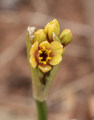 Calostemma luteum