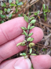 Coprosma depressa, photograph (c) Oscar Dove, some rights reserved (CC BY)